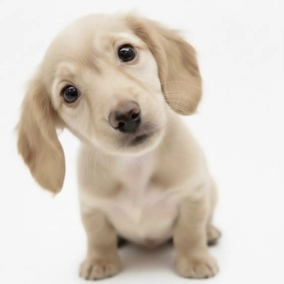 カニンヘン・ダックスフント