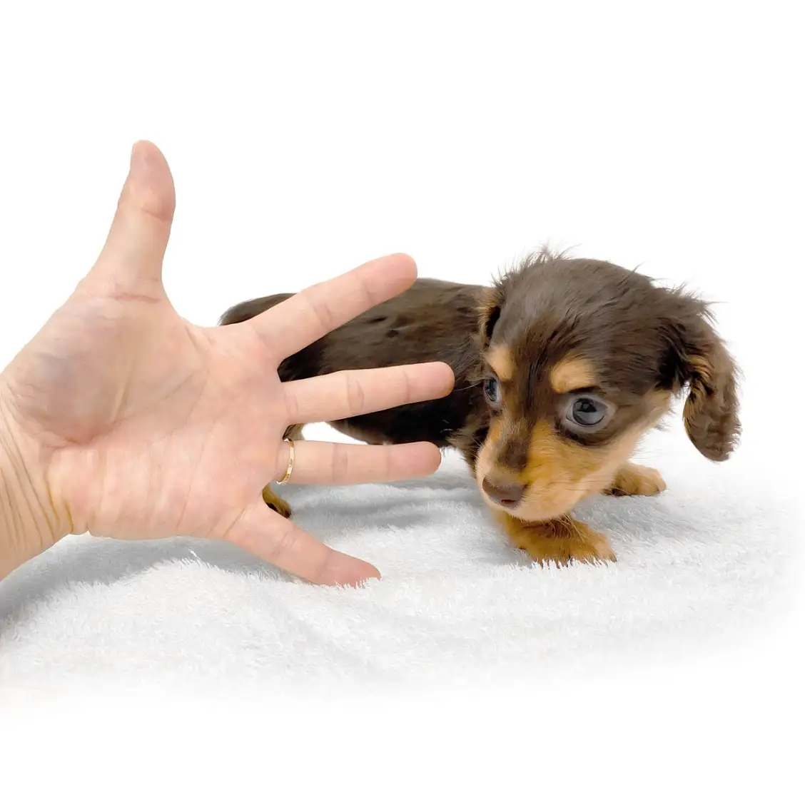 ミニチュア・ダックスフント