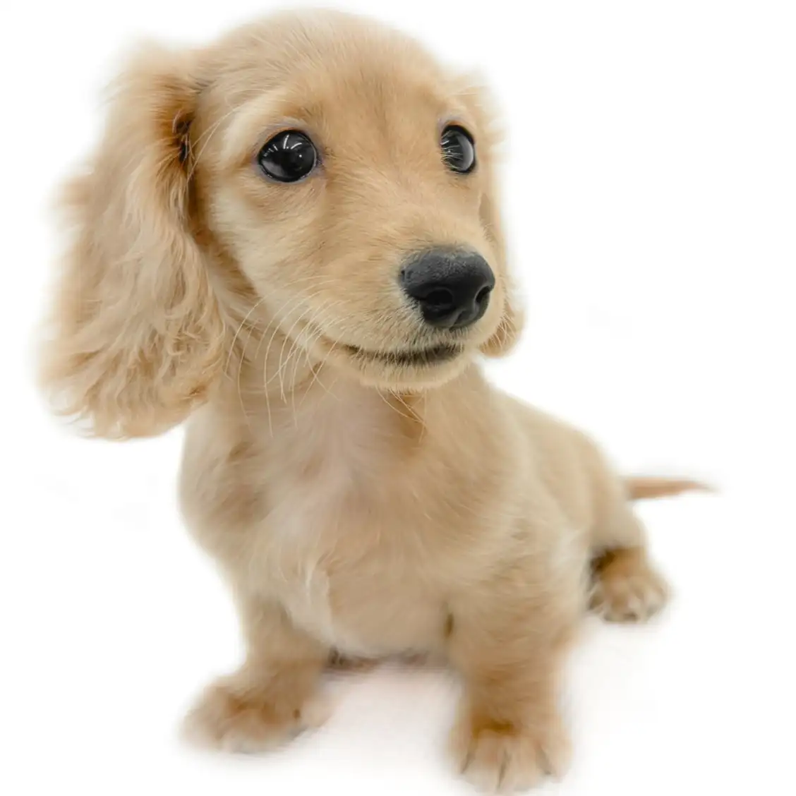 ミニチュア・ダックスフント