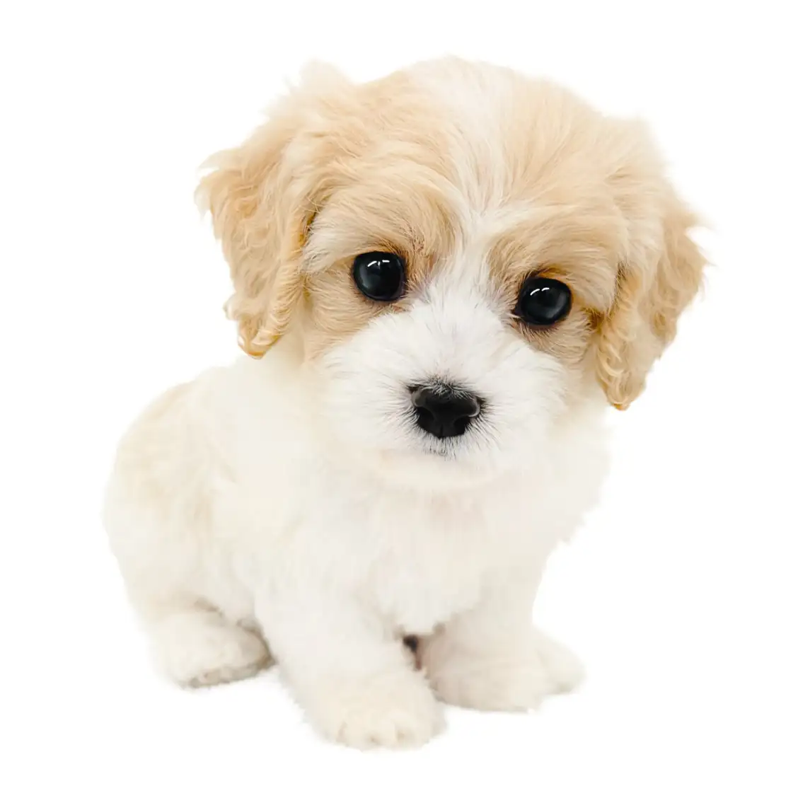 MIX（キャバリアキングチャールズスパニエル×ビションフリーゼ）