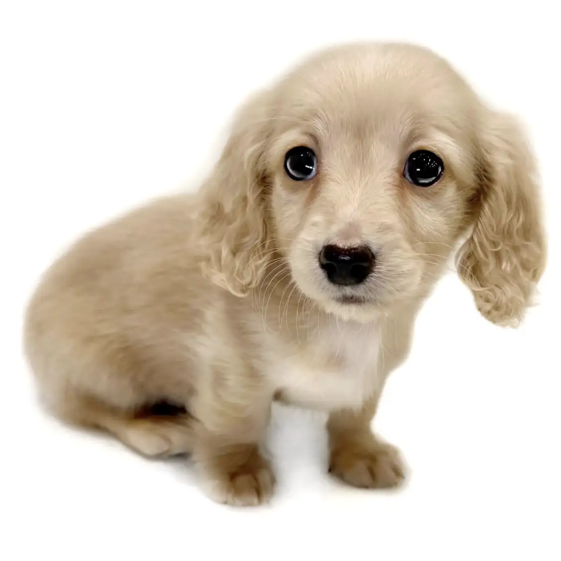 ミニチュア・ダックスフント