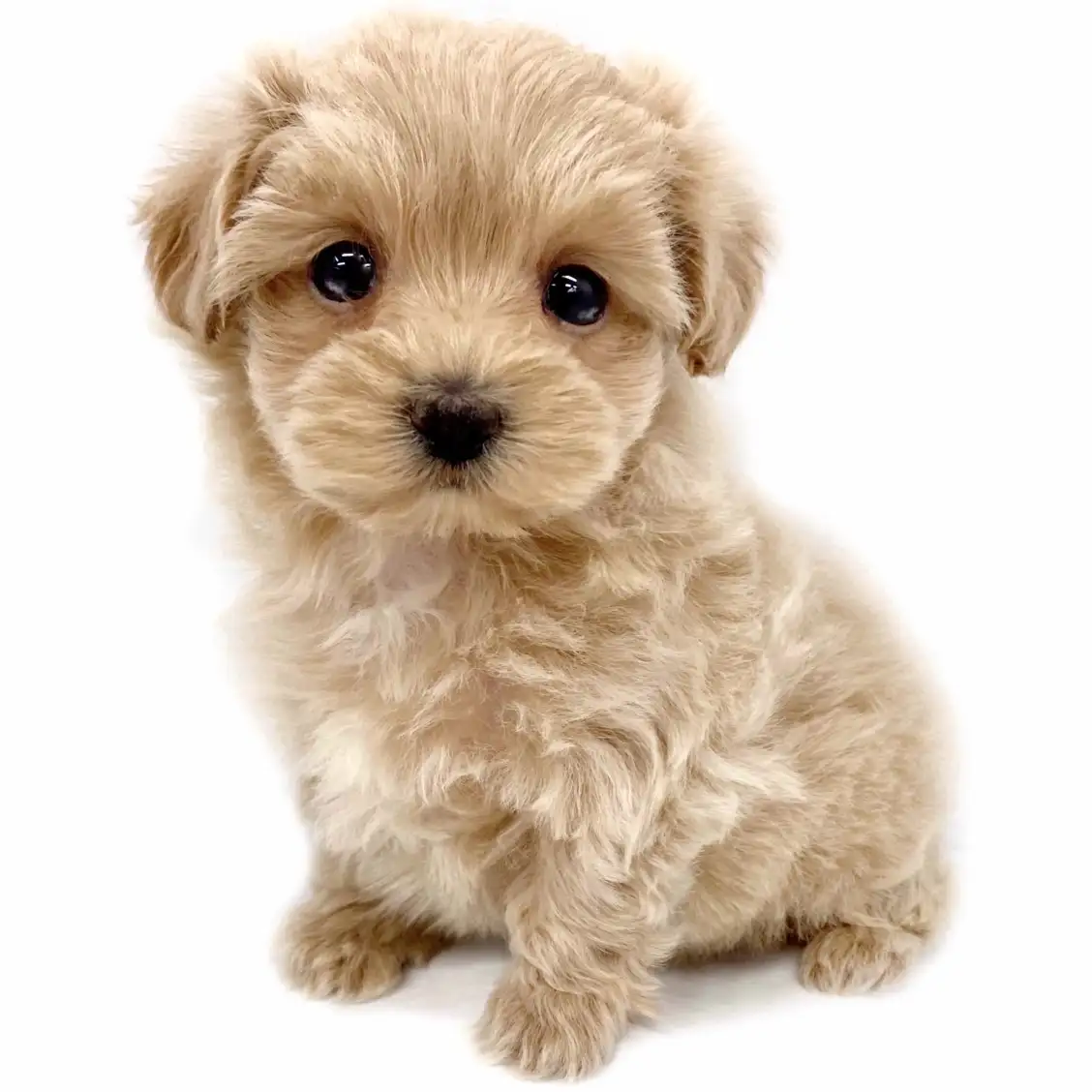 MIX(マルチーズ×トイプードル)