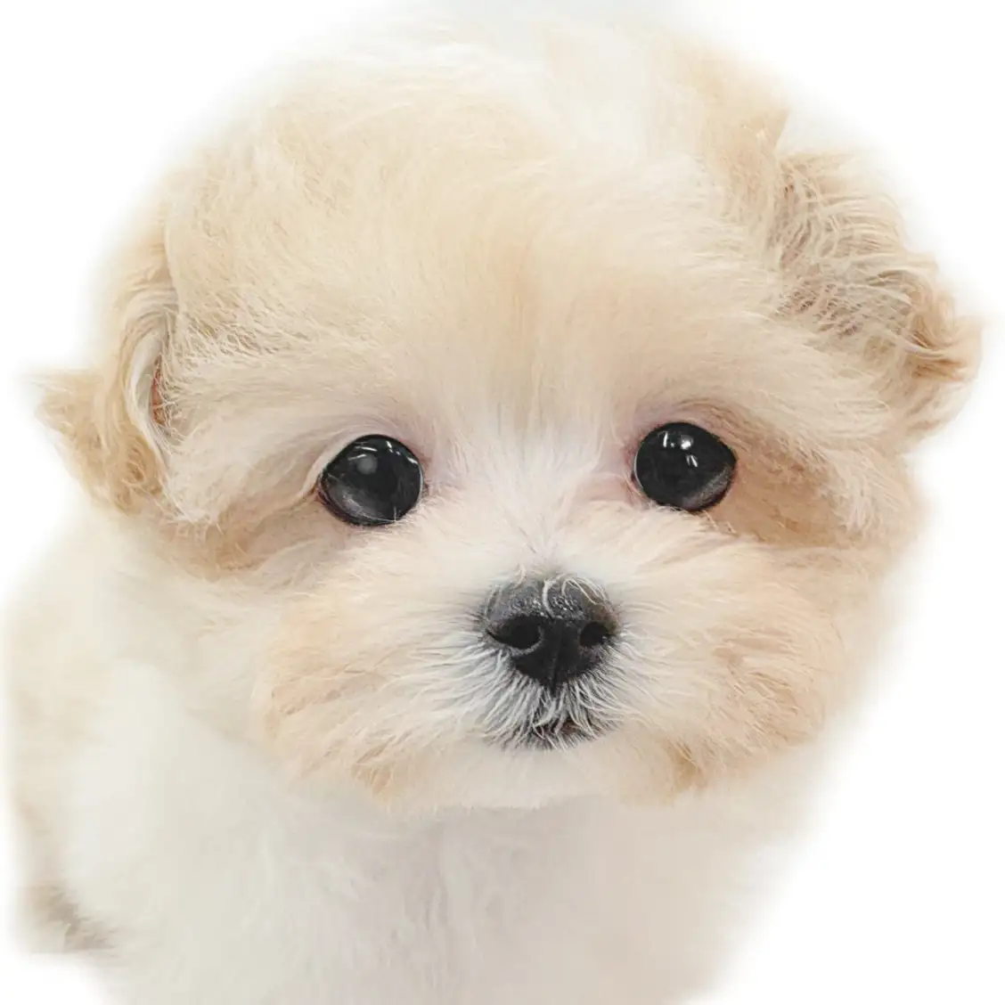 MIX（マルチーズ×トイプードル）