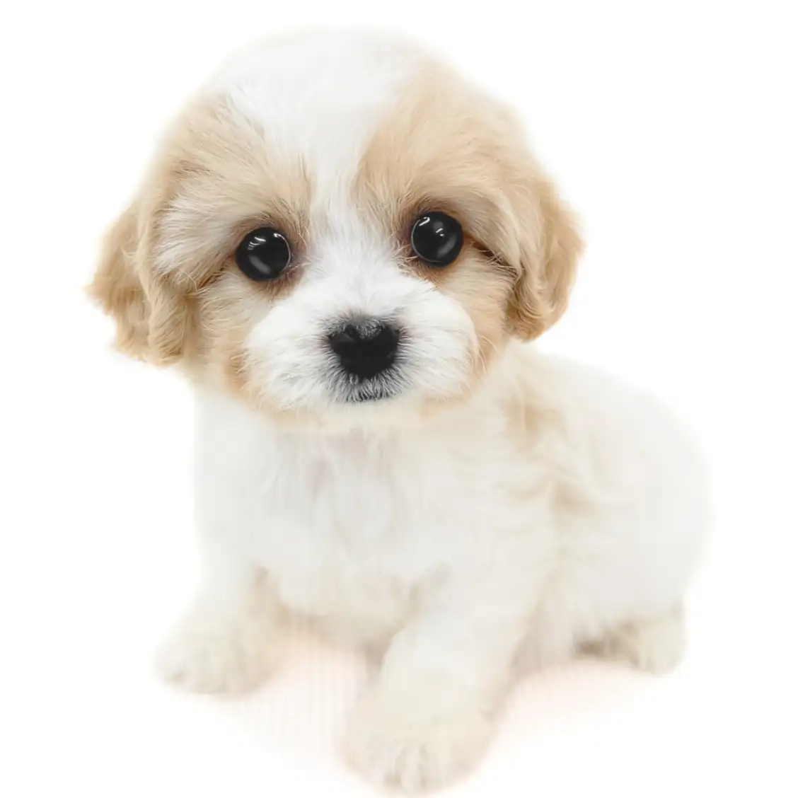 MIX（キャバリアキングチャールズスパニエル×ビションフリーゼ）