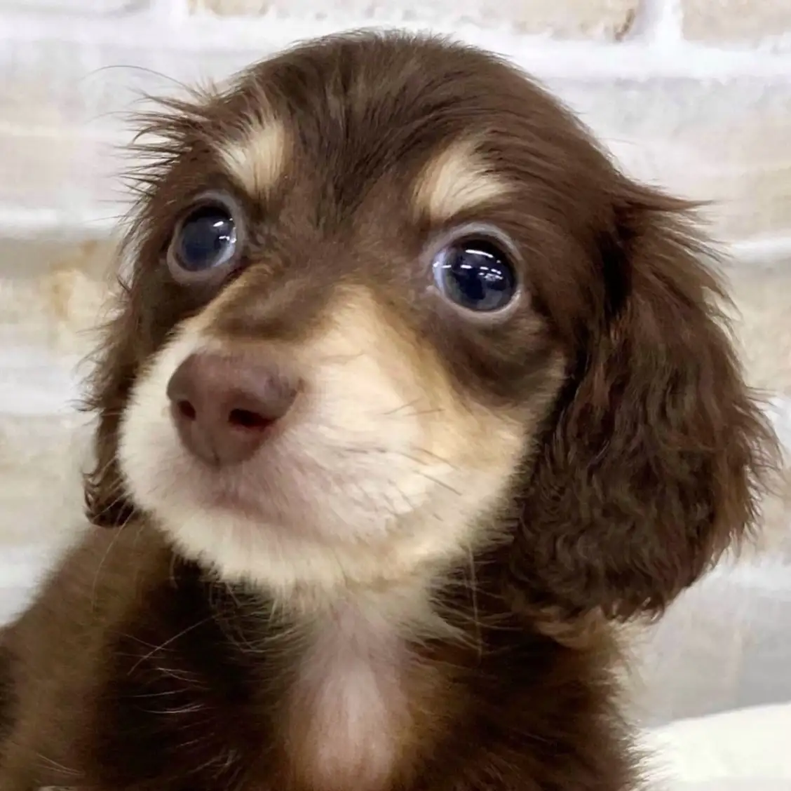 カニンヘン・ダックスフント