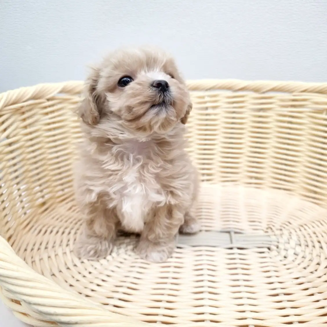 MIX（マルチーズ×トイプードル）