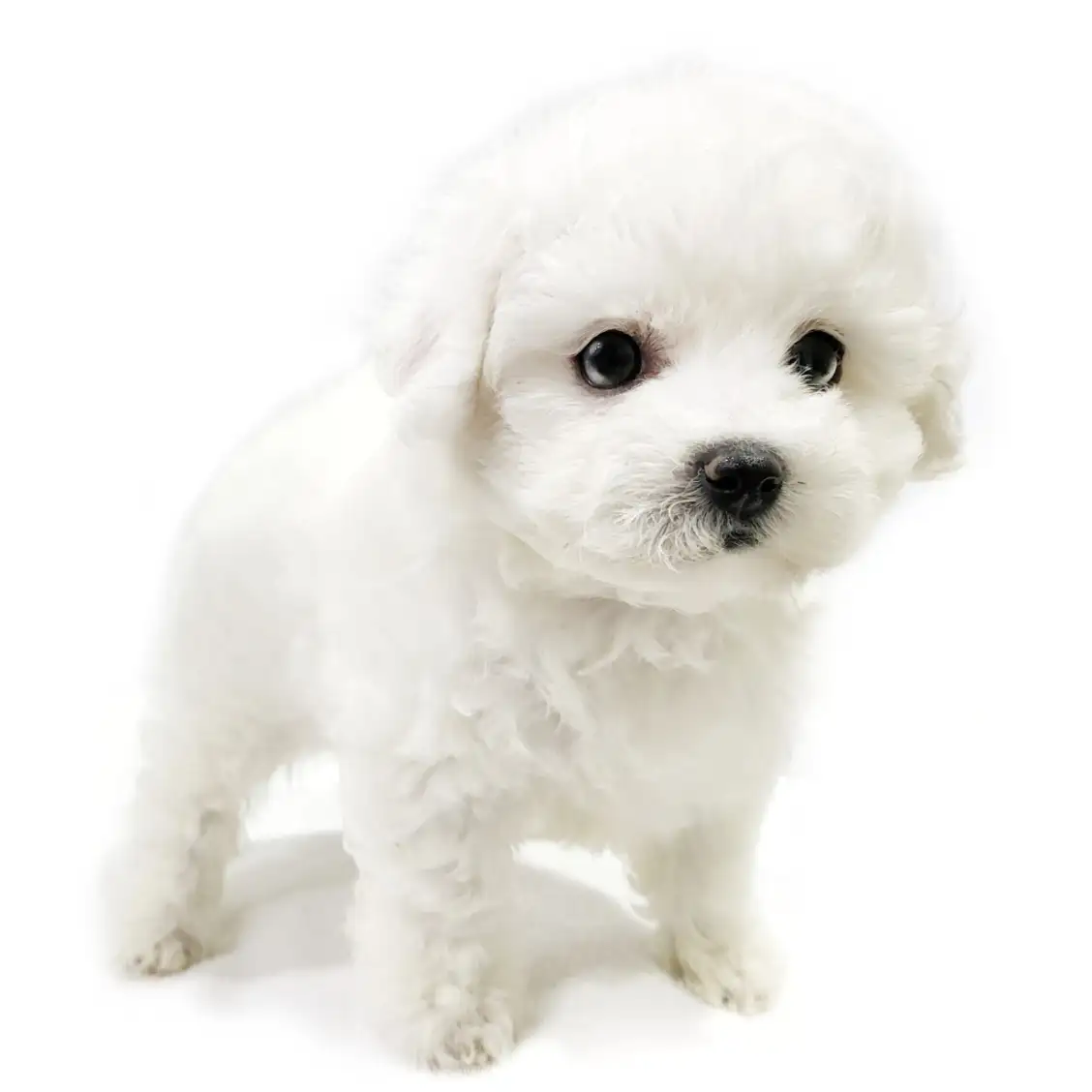 ビションフリーゼ