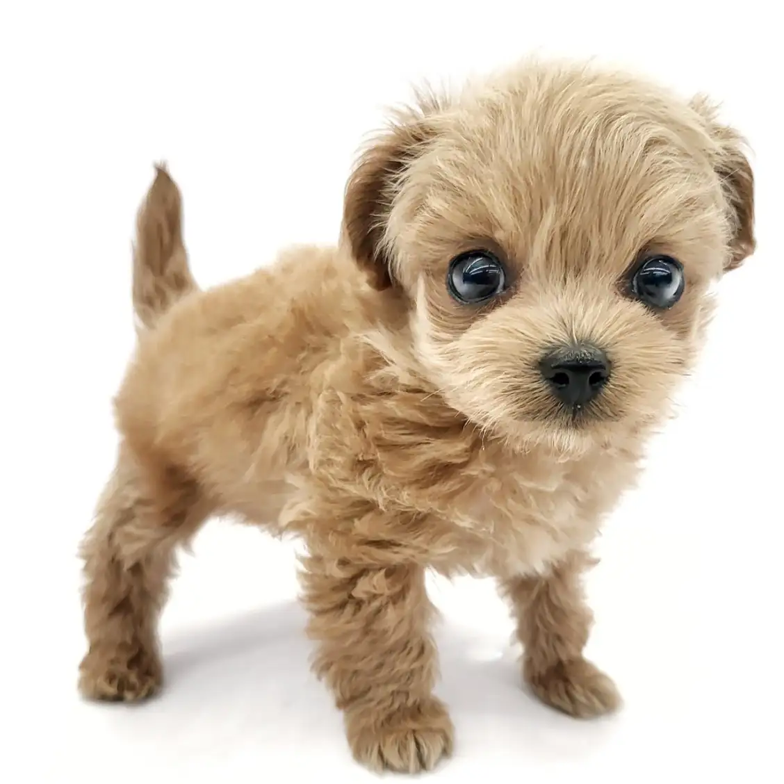 MIX（チワワ×トイプードル）