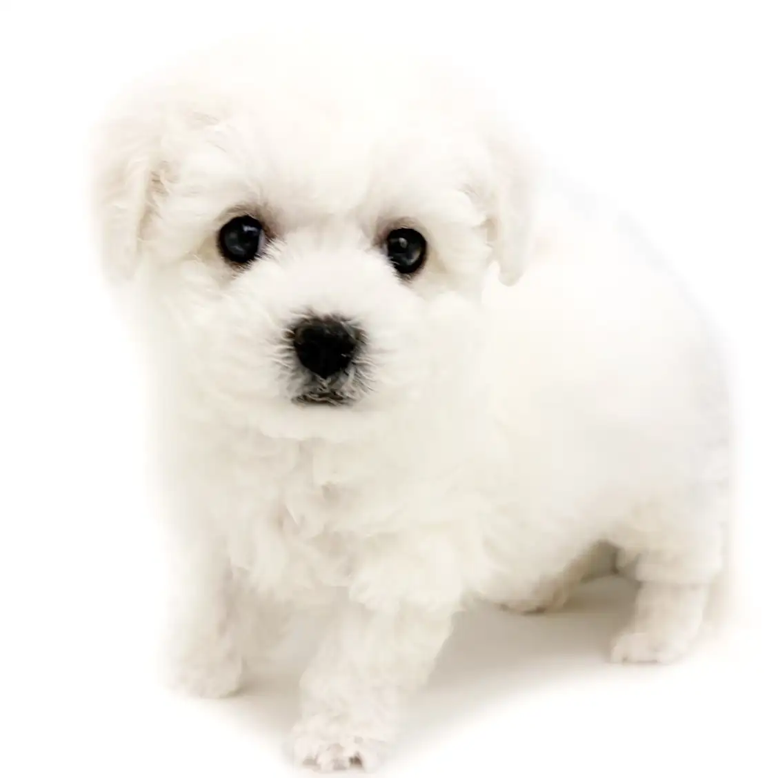 ビションフリーゼ