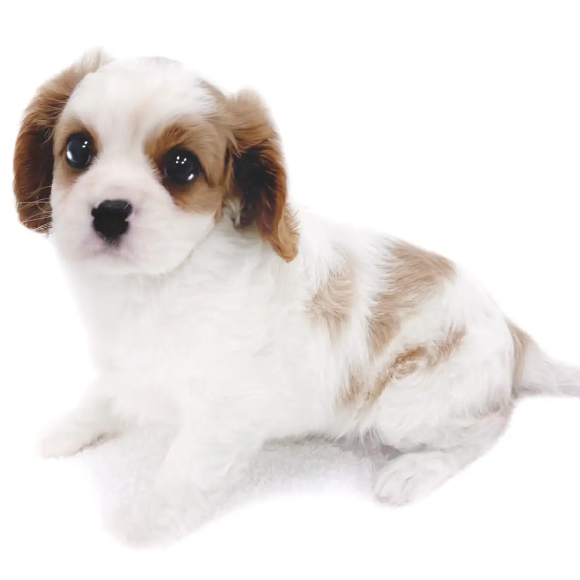 キャバリア・キングチャールズ・スパニエル
