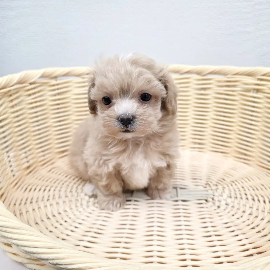 MIX（マルチーズ×トイプードル）