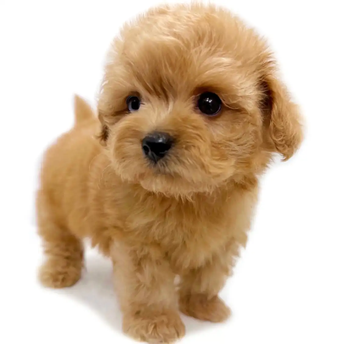 MIX（マルチーズ×トイプードル）