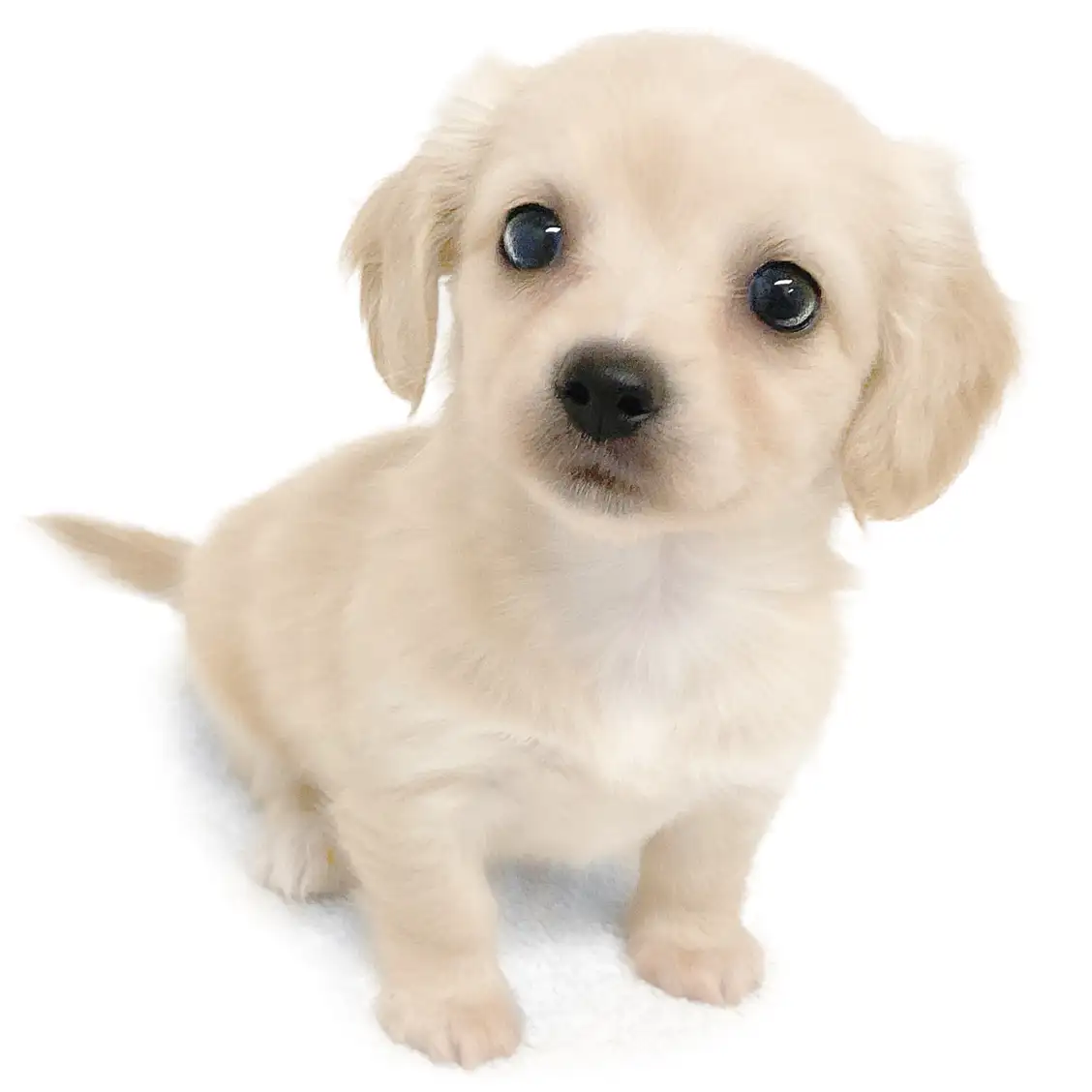 MIX（チワワ×ミニチュアダックスフント）