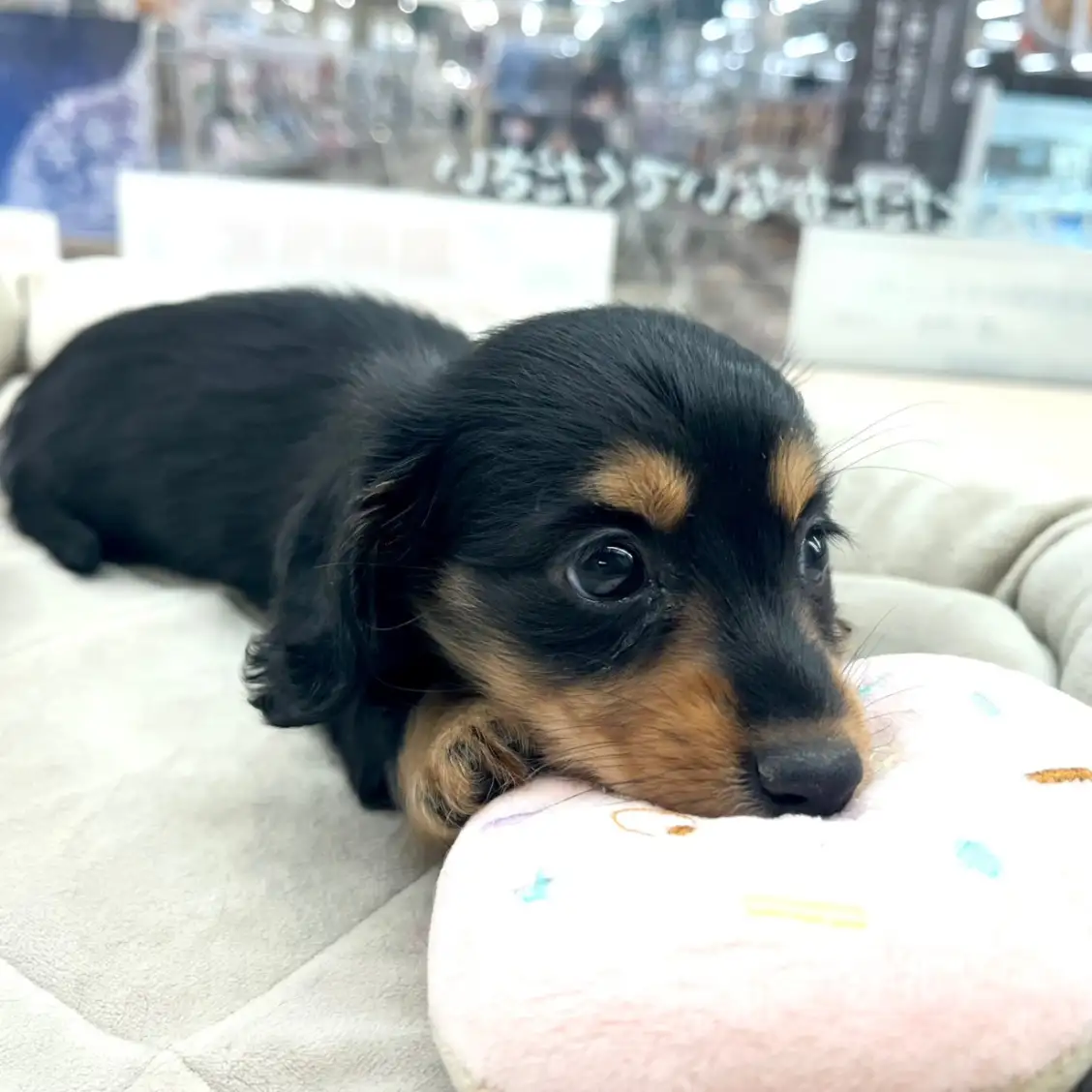 ミニチュア・ダックスフント