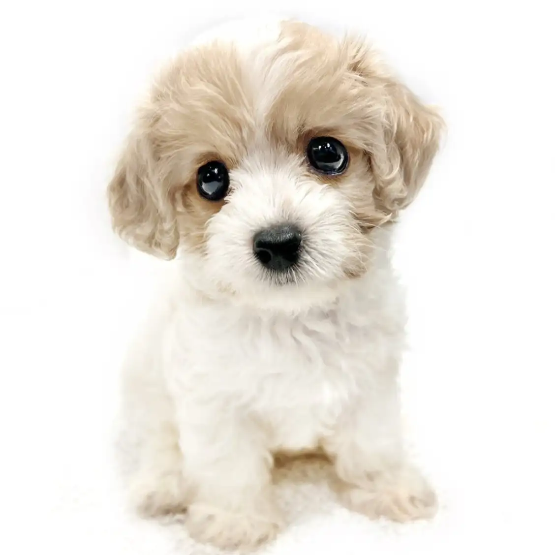 MIX（キャバリアキングチャールズスパニエル×ビションフリーゼ）