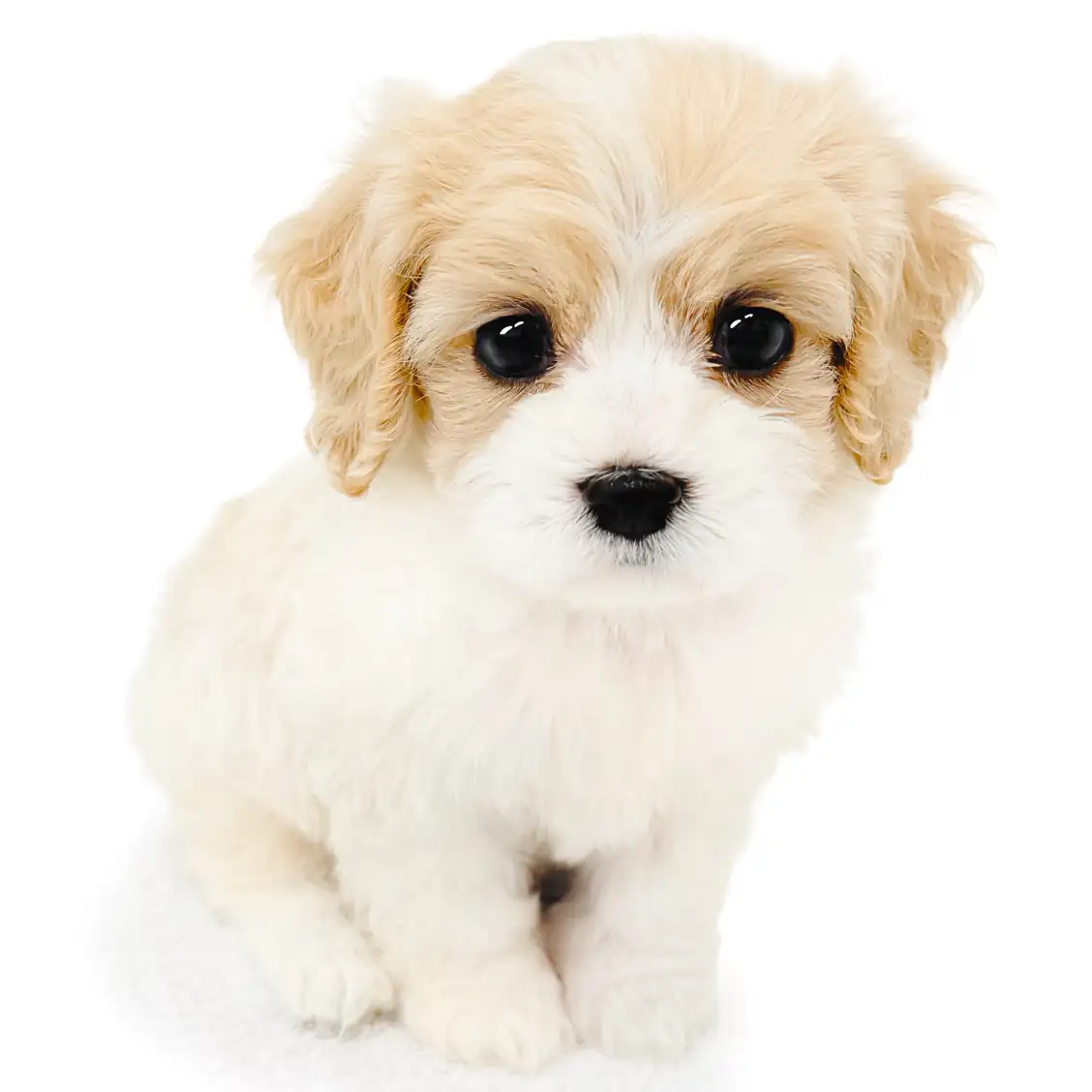 MIX（キャバリアキングチャールズスパニエル×ビションフリーゼ）