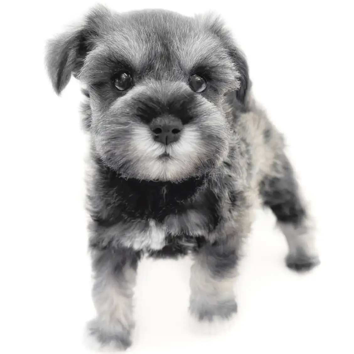 ミニチュア・シュナウザー