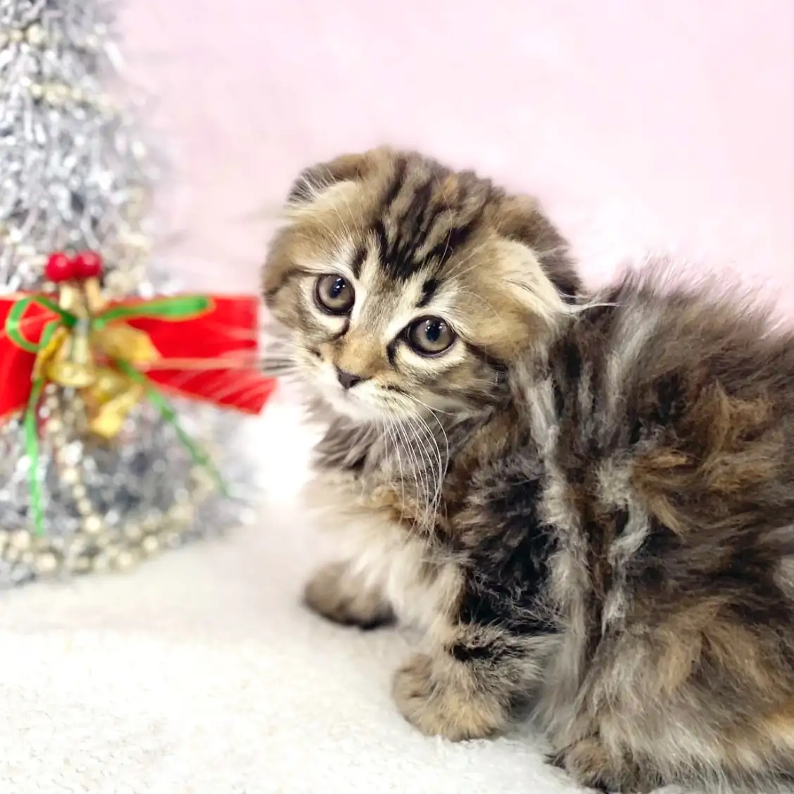 スコティッシュフォールド