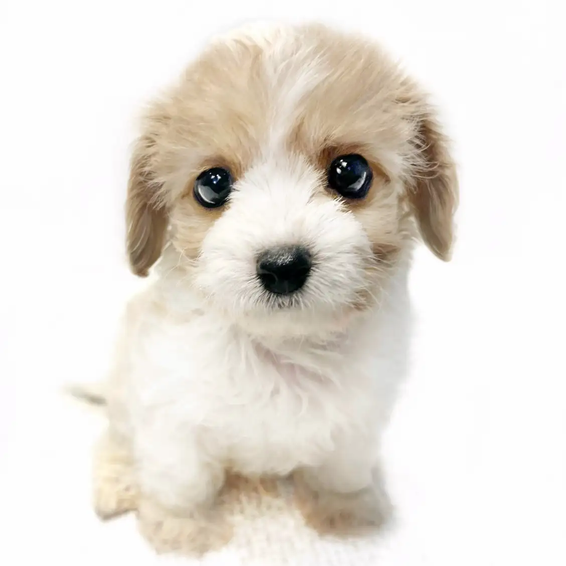 MIX（キャバリアキングチャールズスパニエル×ビションフリーゼ）