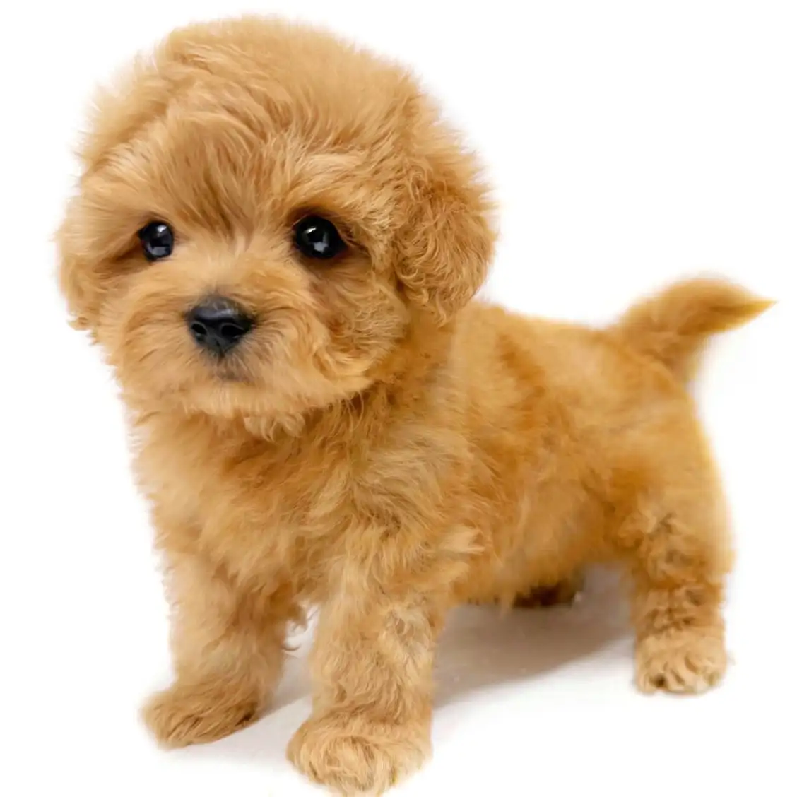 MIX(マルチーズ×トイプードル)