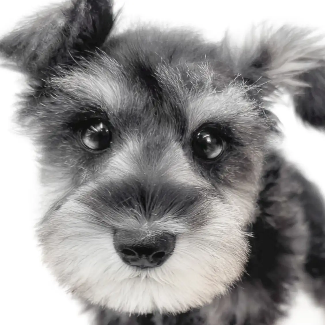 ミニチュア・シュナウザー