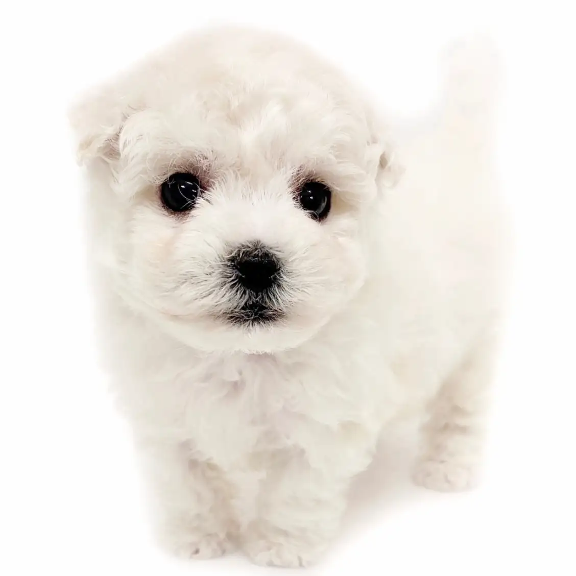 ビションフリーゼ