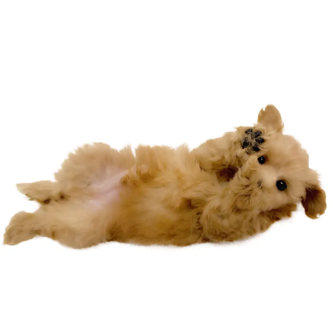 MIX（マルチーズ×トイプードル）