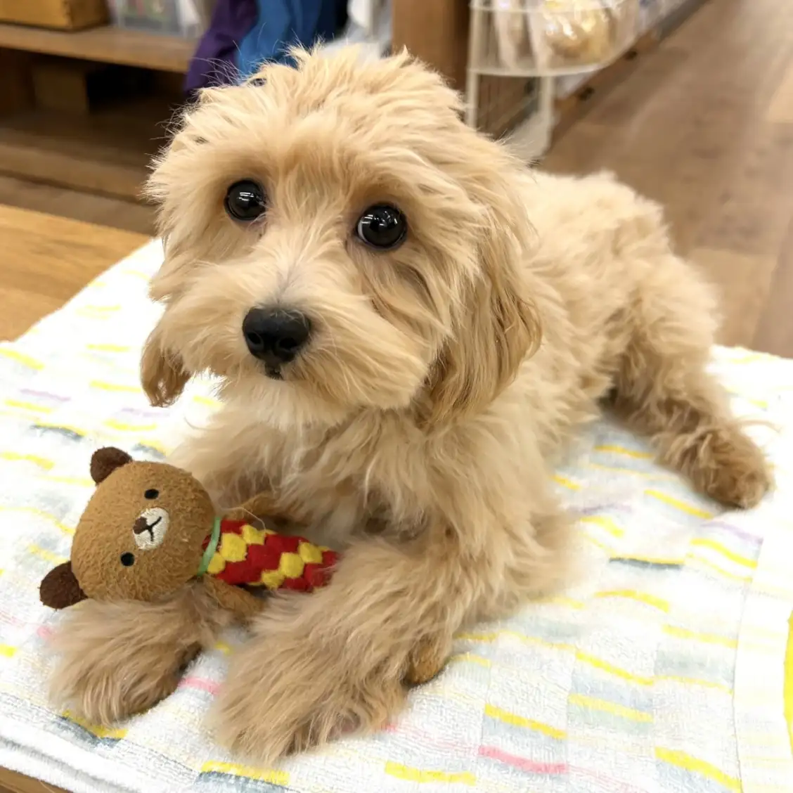 MIX（トイプードル×マルチーズ）