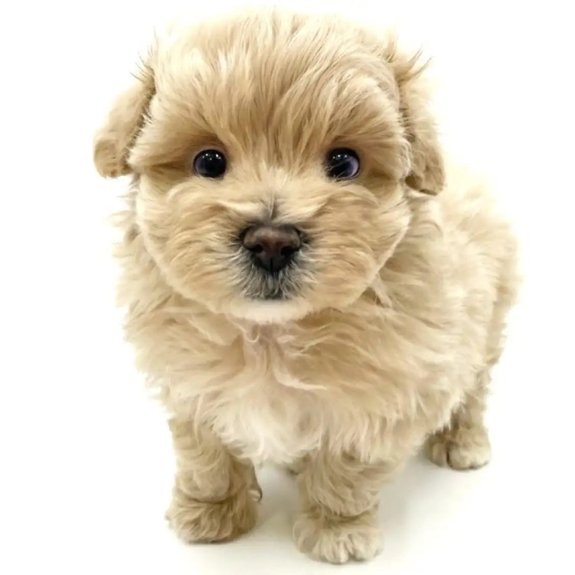 MIX（マルチーズ×トイプードル）