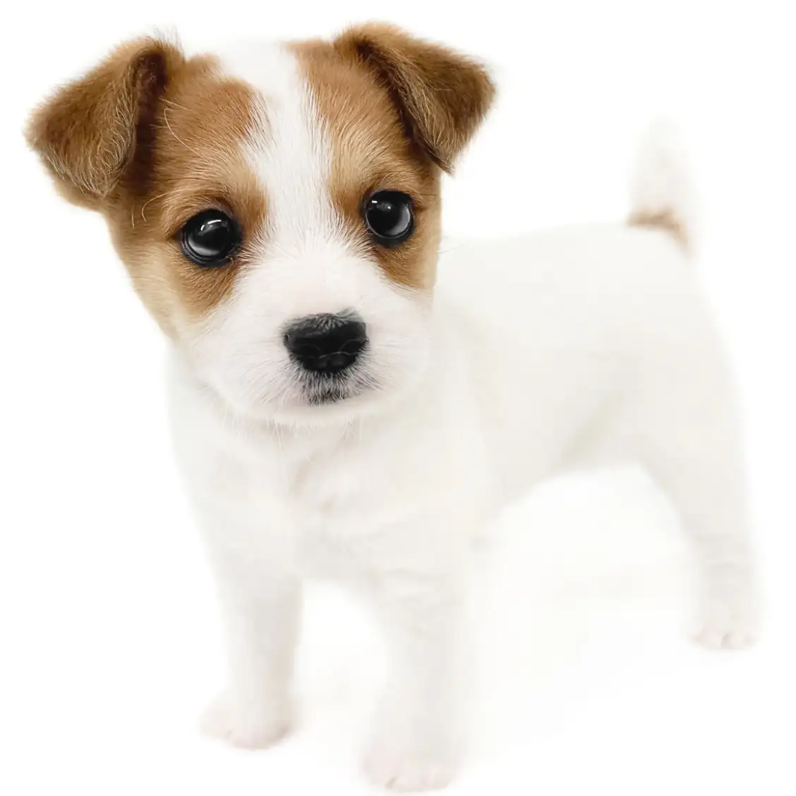 ジャックラッセルテリア