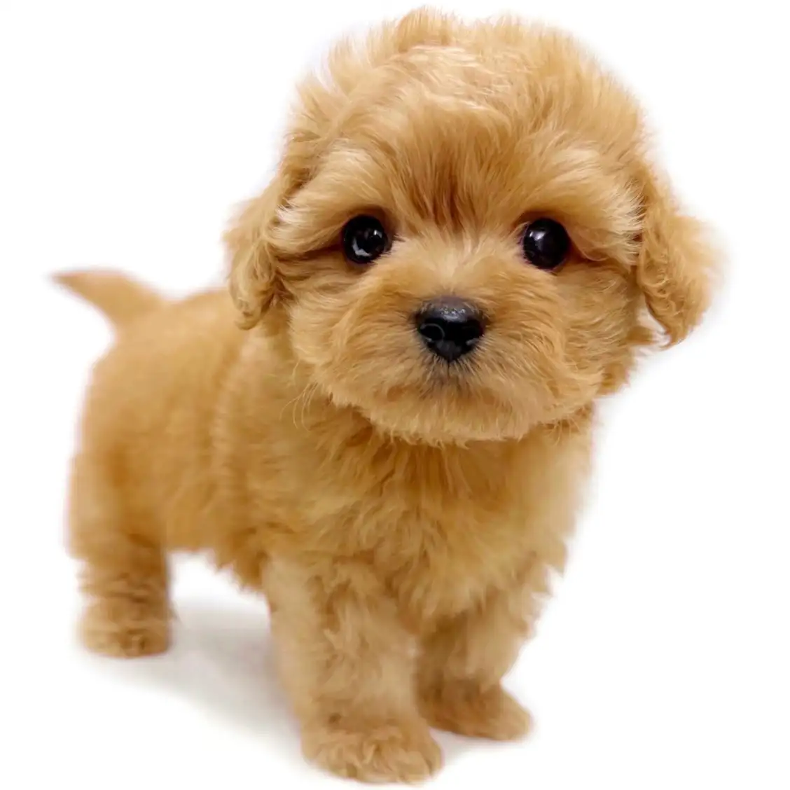 MIX(マルチーズ×トイプードル)