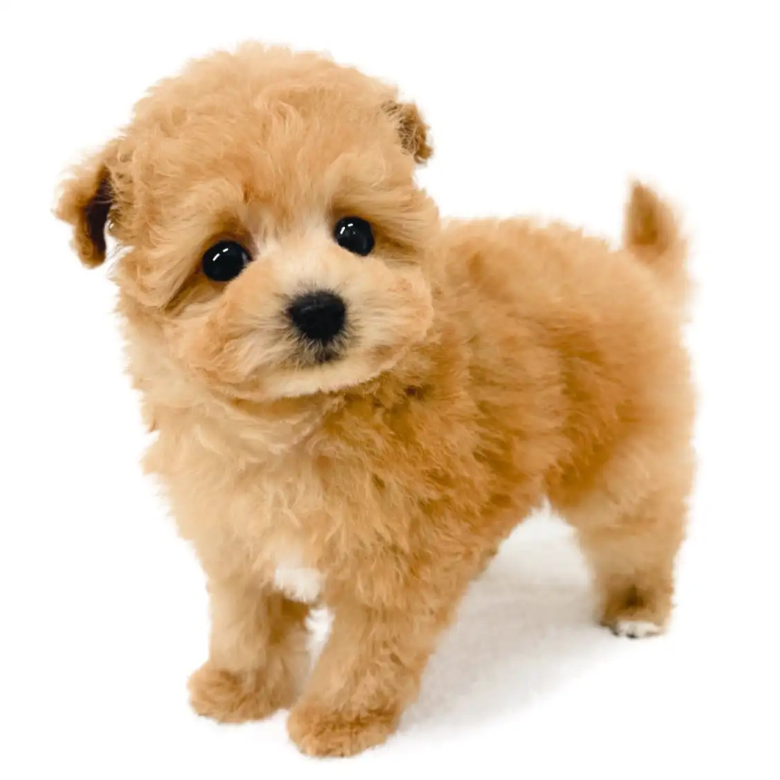 MIX（マルチーズ×トイプードル）