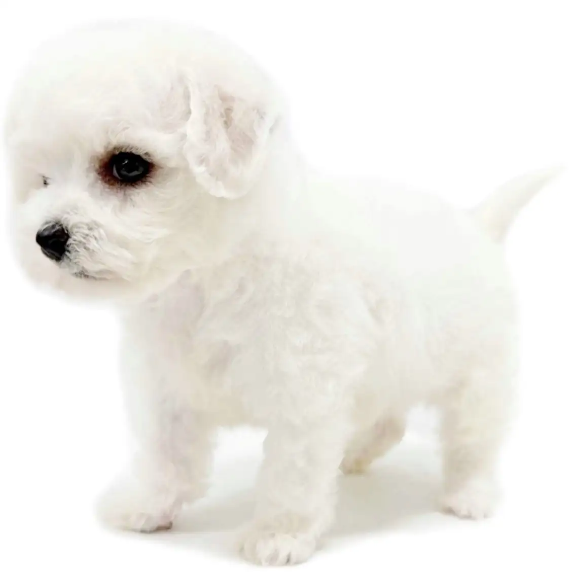 ビションフリーゼ