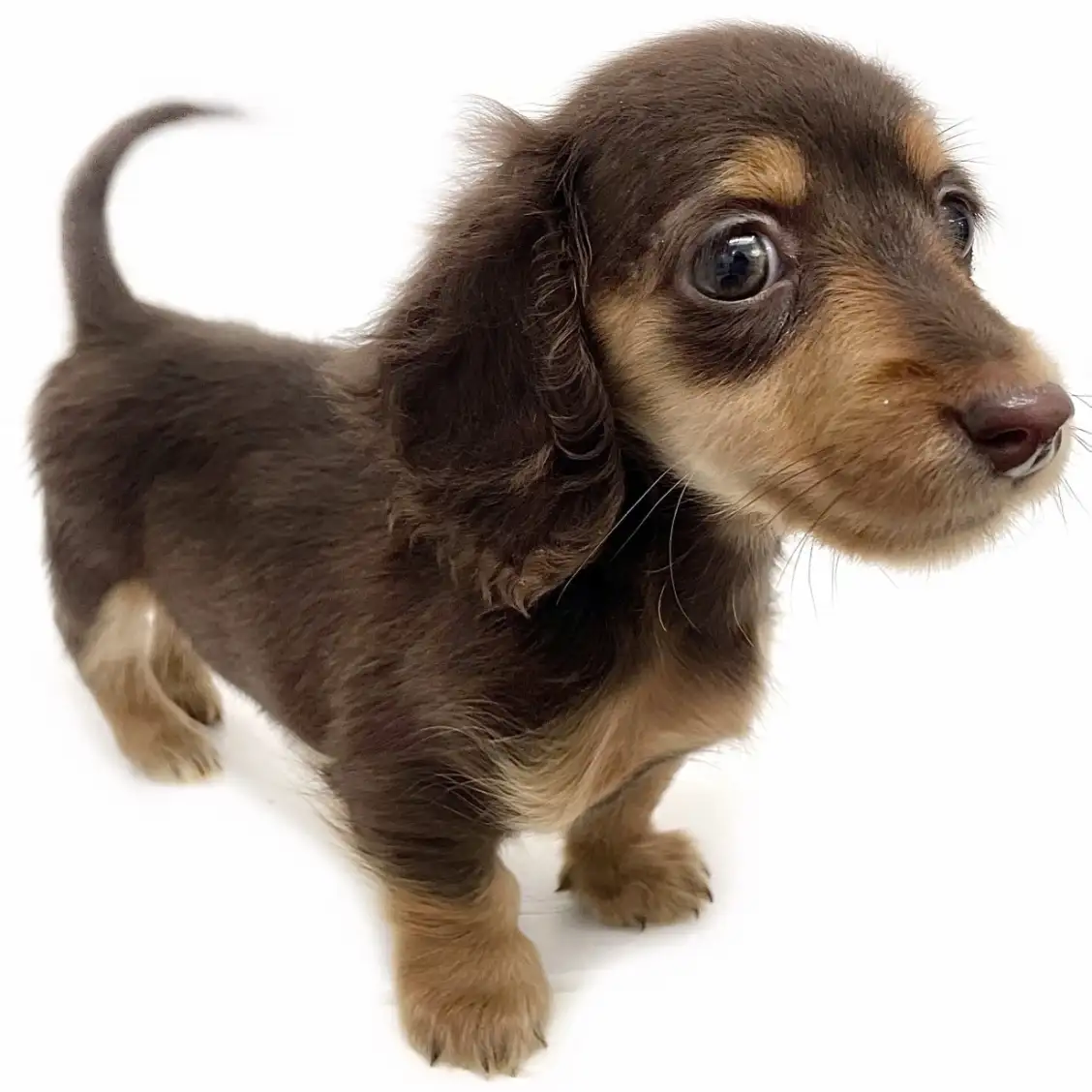 ミニチュア・ダックスフント