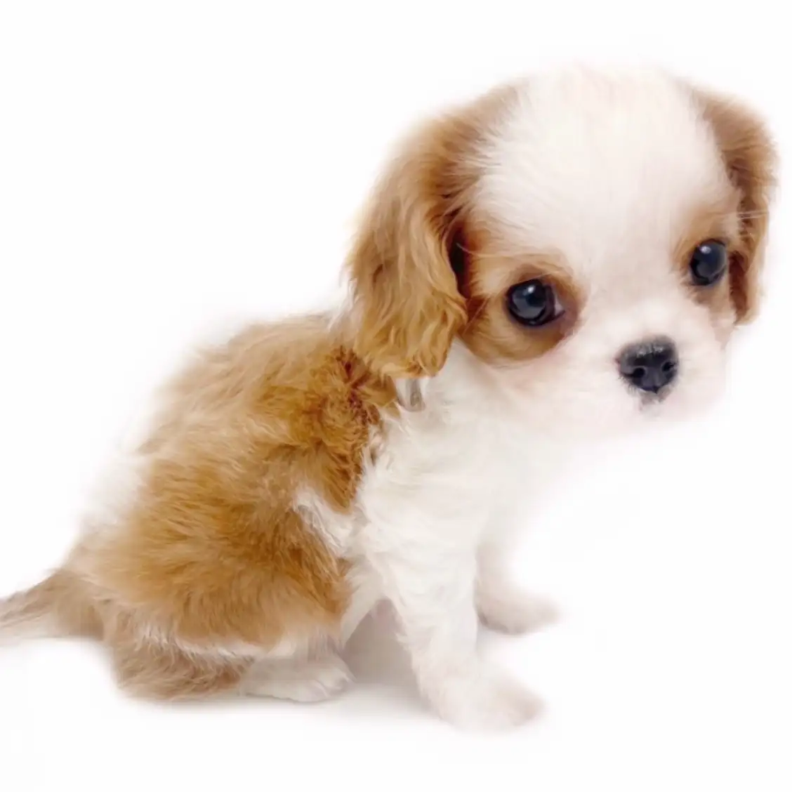 キャバリア・キングチャールズ・スパニエル