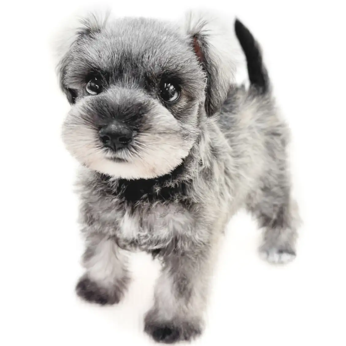 ミニチュア・シュナウザー