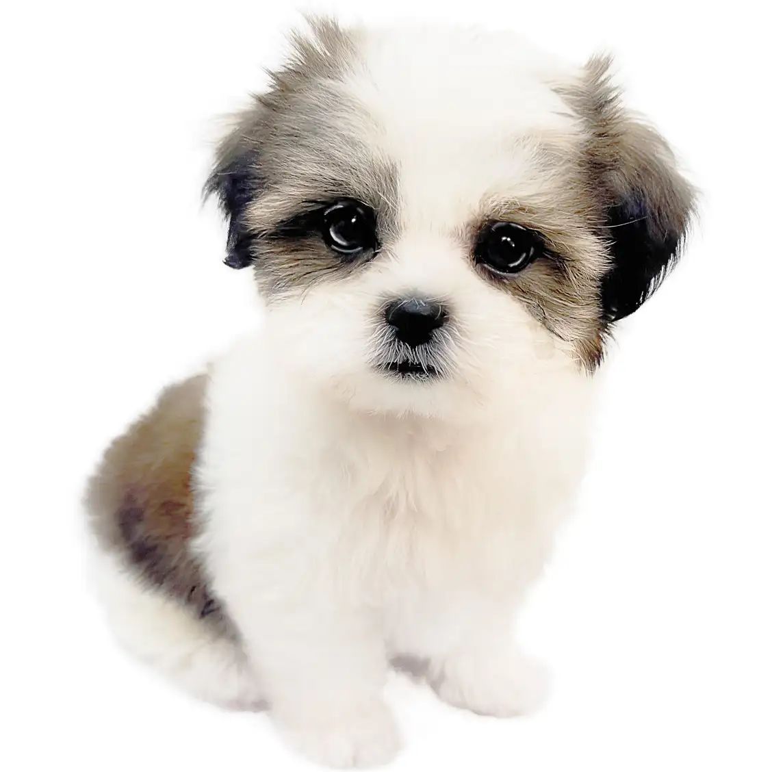 MIX（マルチーズ×シーズー）