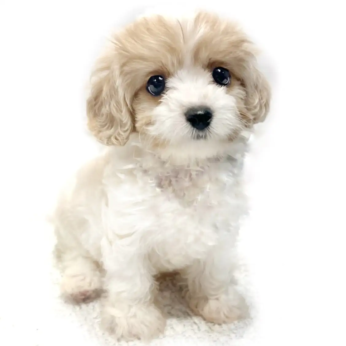 MIX（キャバリアキングチャールズスパニエル×ビションフリーゼ）