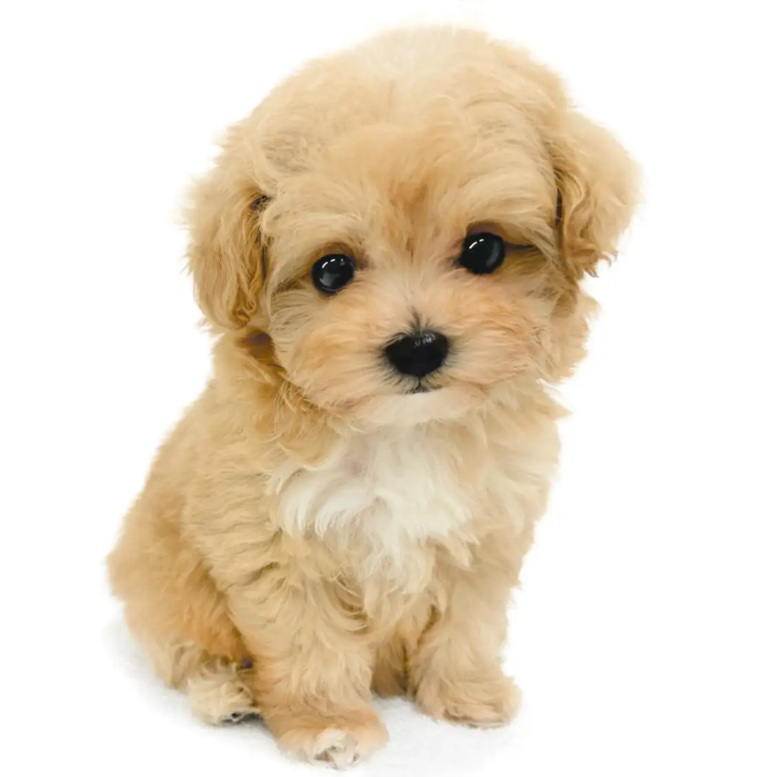 MIX(トイプードル×マルチーズ)