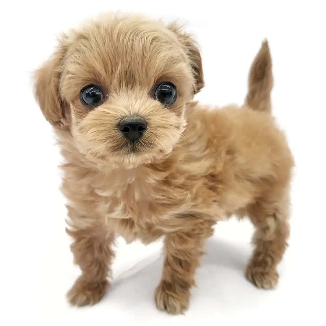 MIX（チワワ×トイプードル）