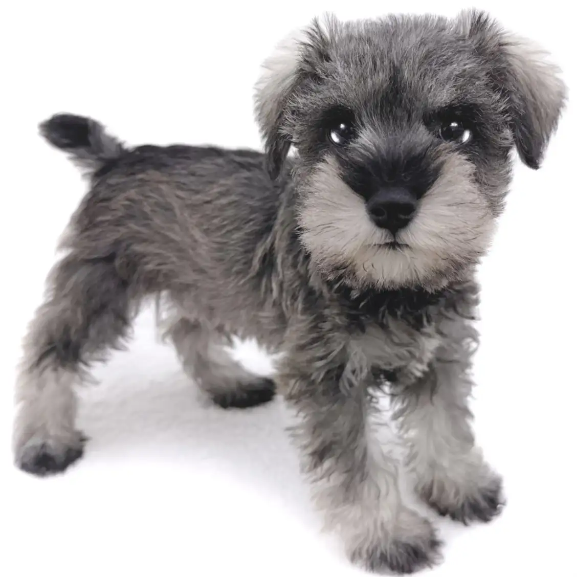 ミニチュア・シュナウザー