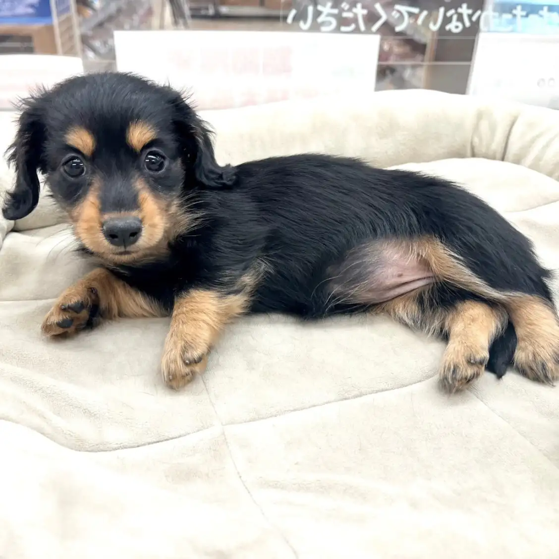 ミニチュア・ダックスフント