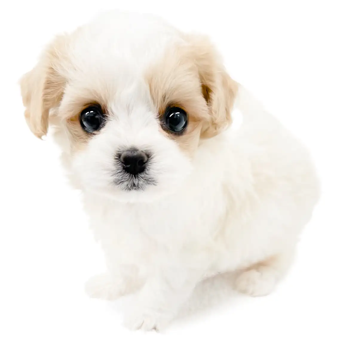 MIX(キャバリアキングチャールズスパニエル×ビションフリーゼ)