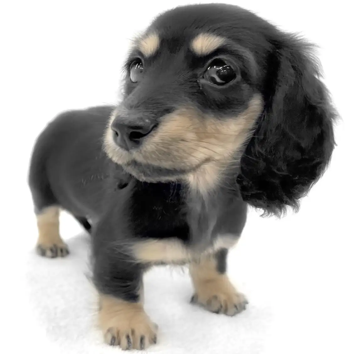 ミニチュア・ダックスフント