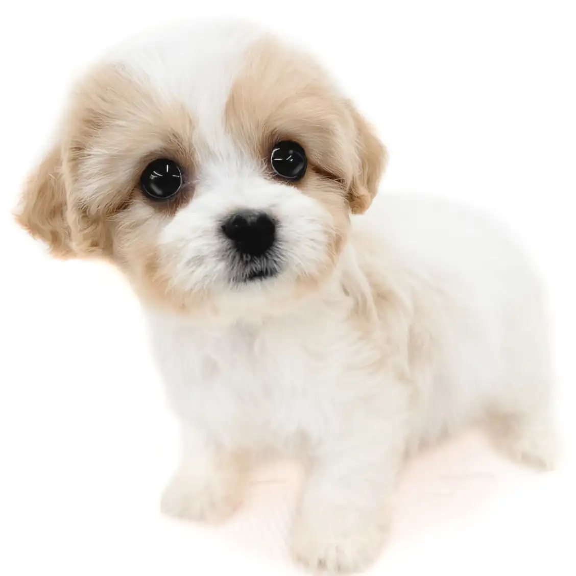 MIX（キャバリアキングチャールズスパニエル×ビションフリーゼ）