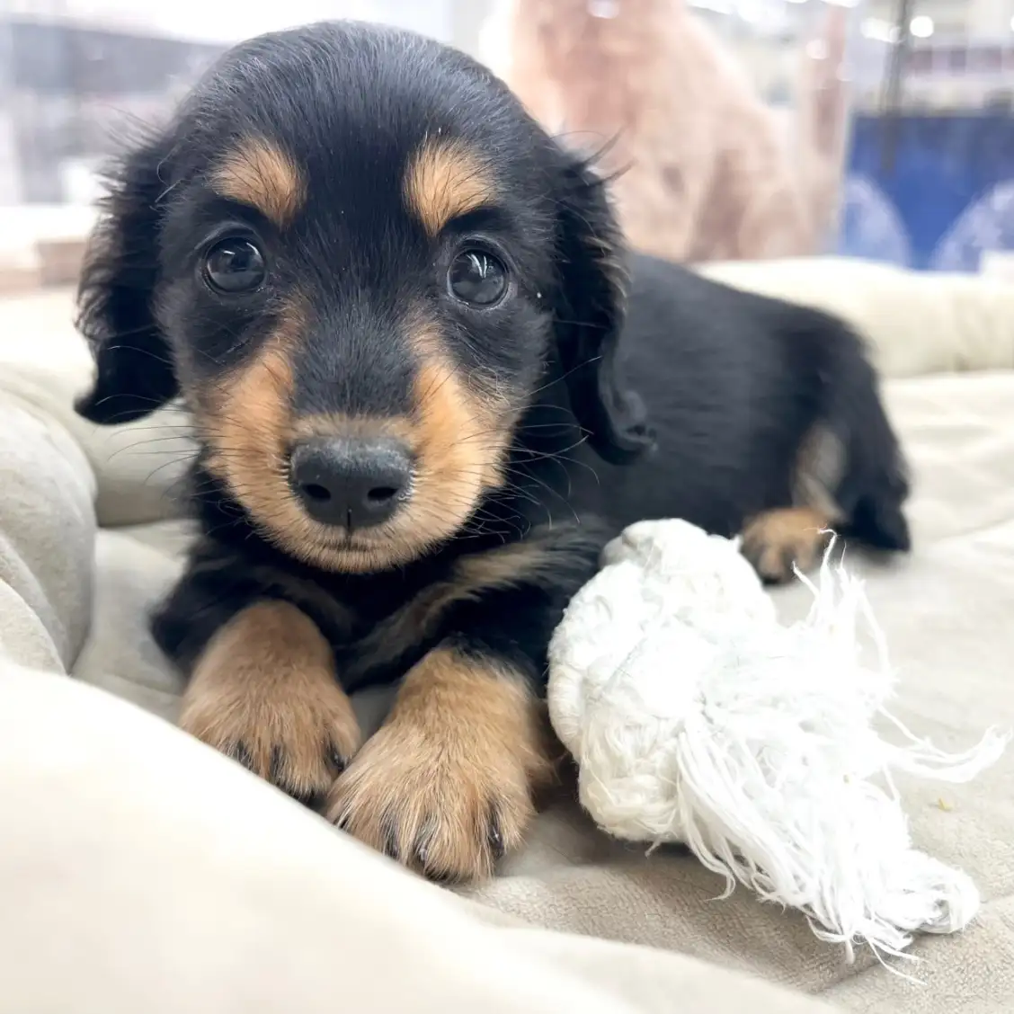 ミニチュア・ダックスフント