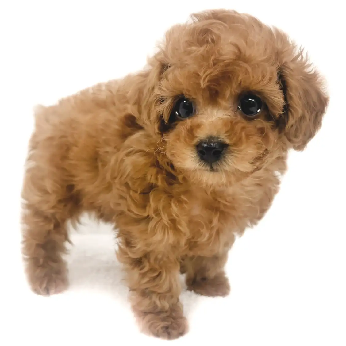 トイ・プードル