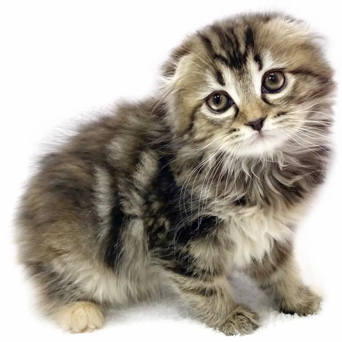 スコティッシュフォールド