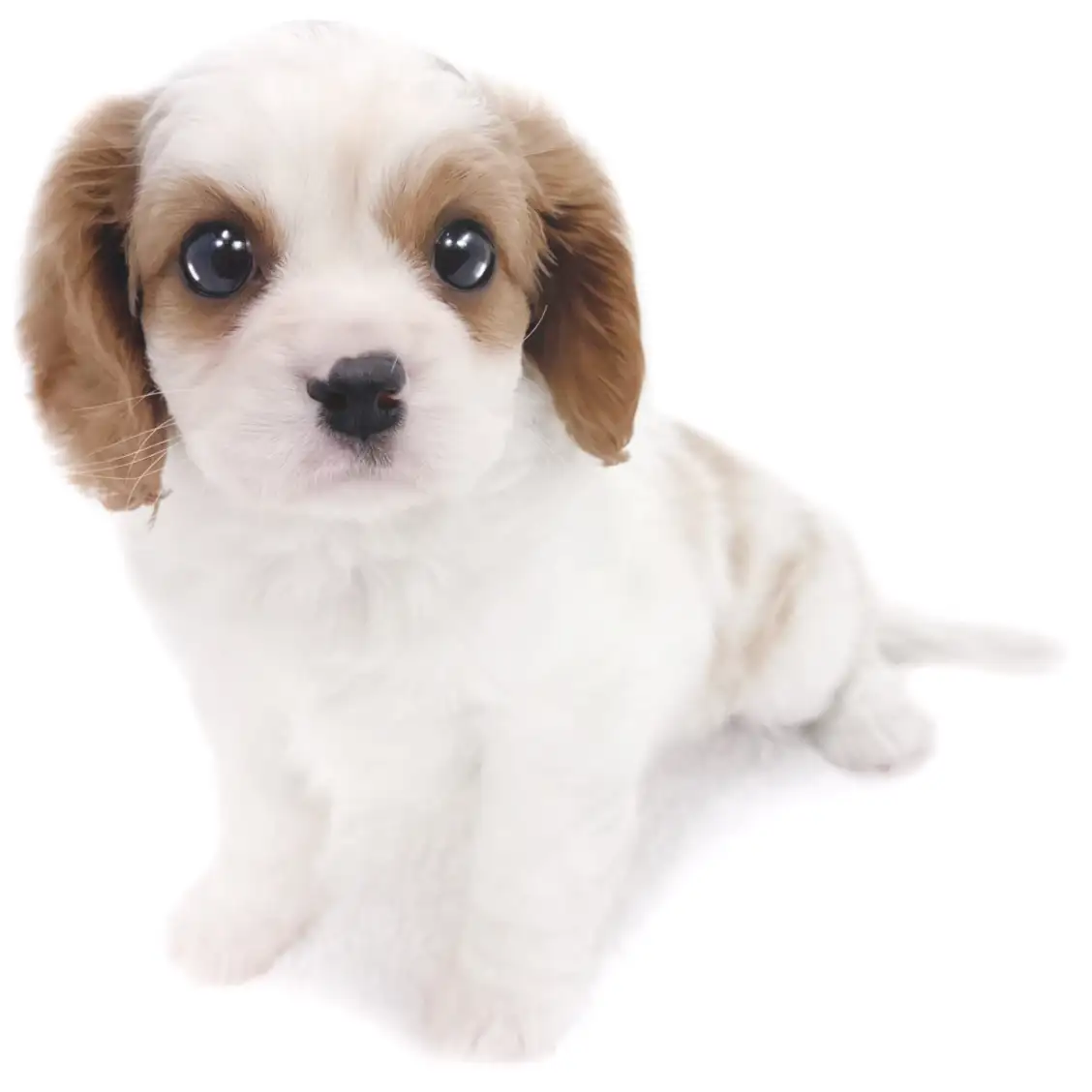 キャバリア・キングチャールズ・スパニエル