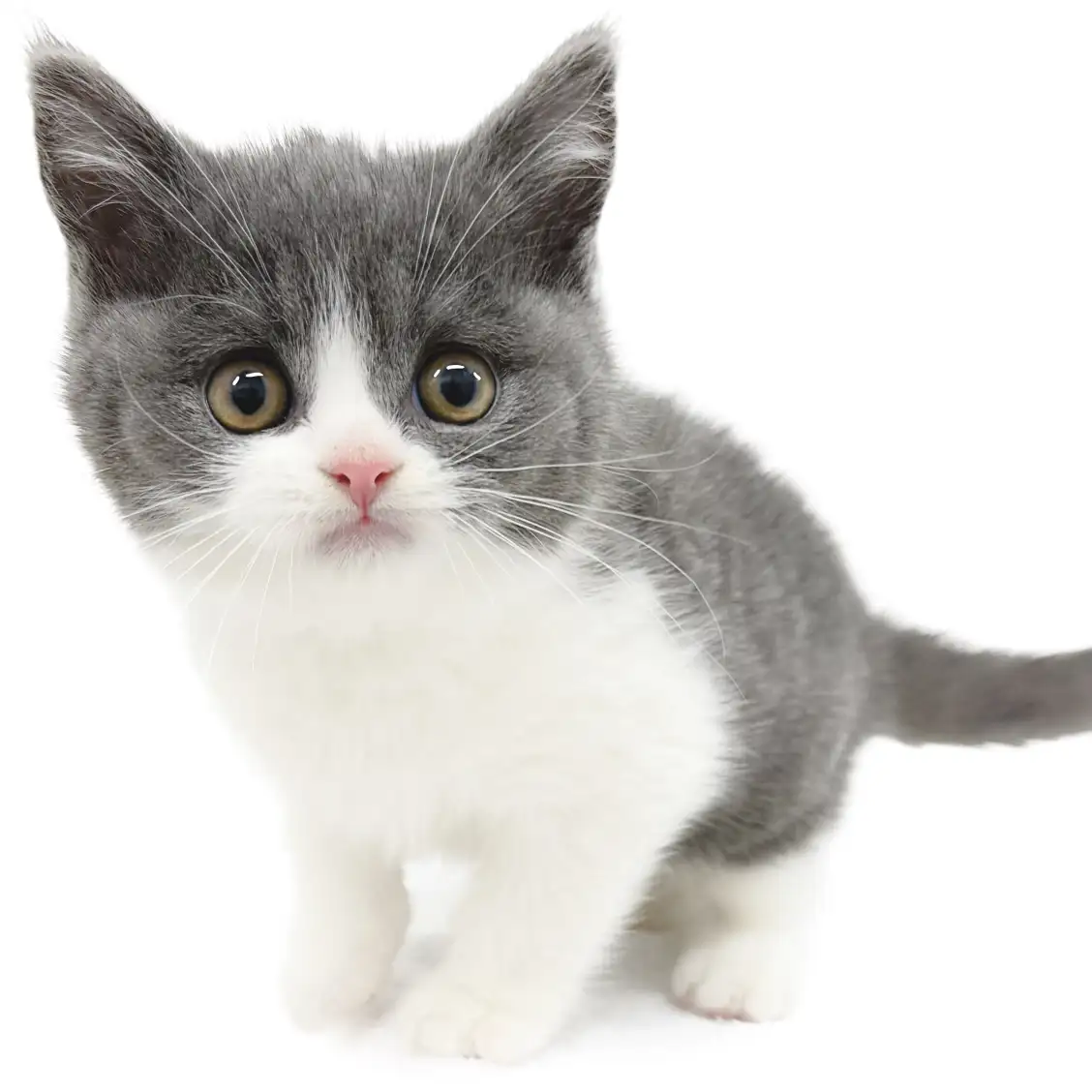 ブリティッシュショートヘア